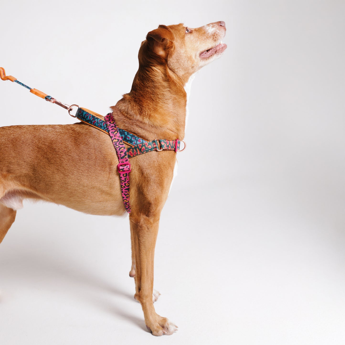 Selva | Softer Walk Harness