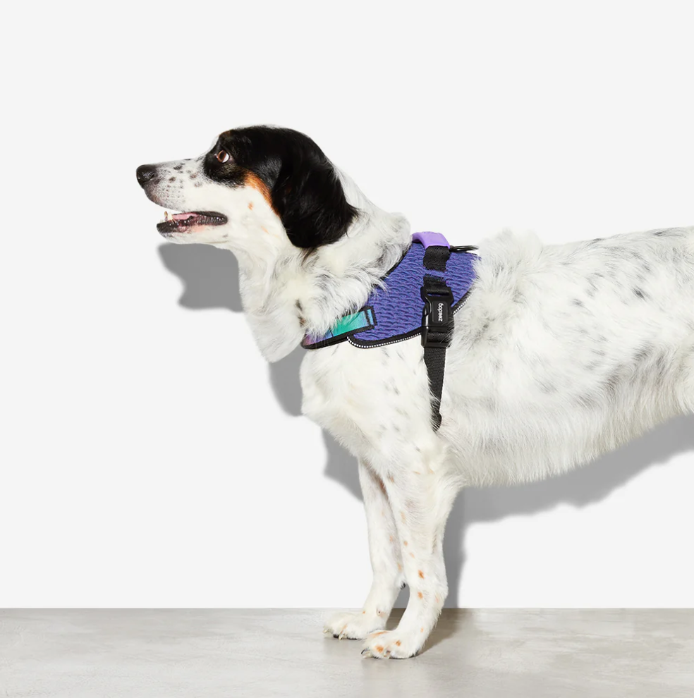 Wicked | FlyHarness