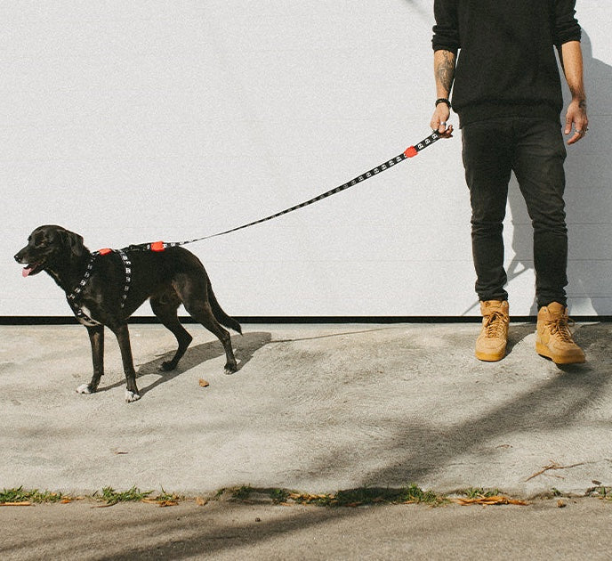 Skull 2.0 | Leash