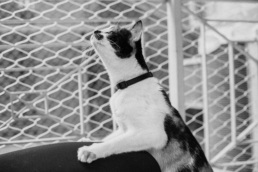 Classic Gotham | Cat Collar