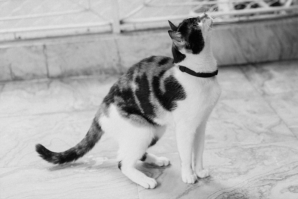 Classic Gotham | Cat Collar
