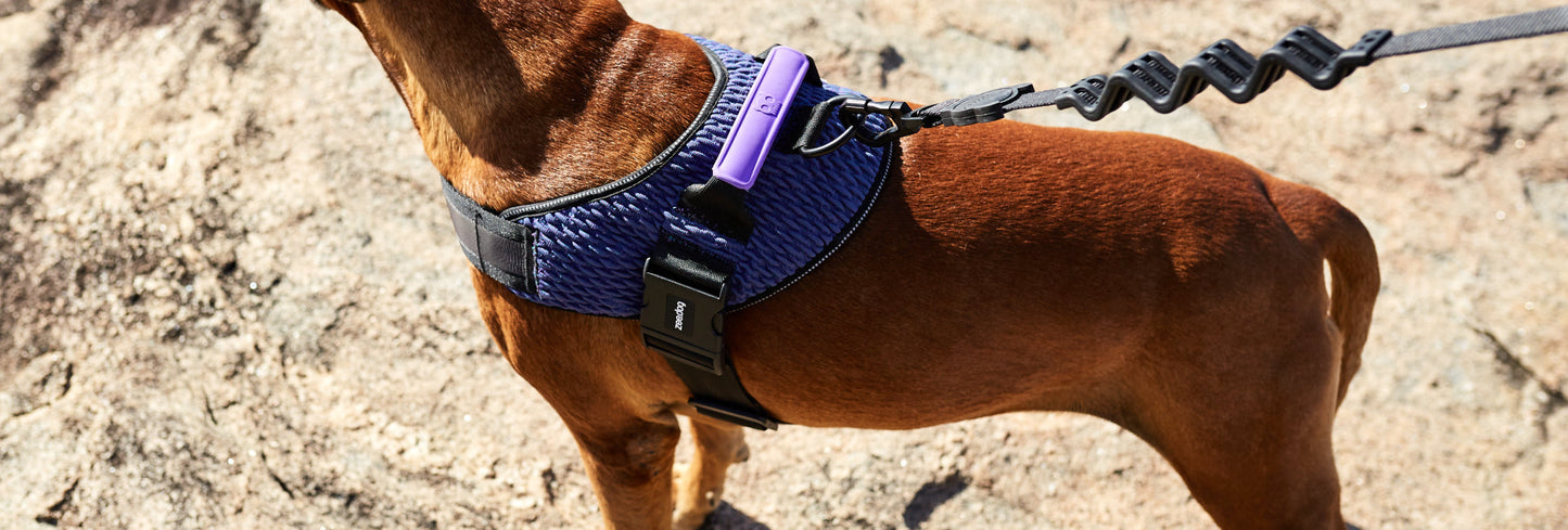 Wicked | FlyHarness