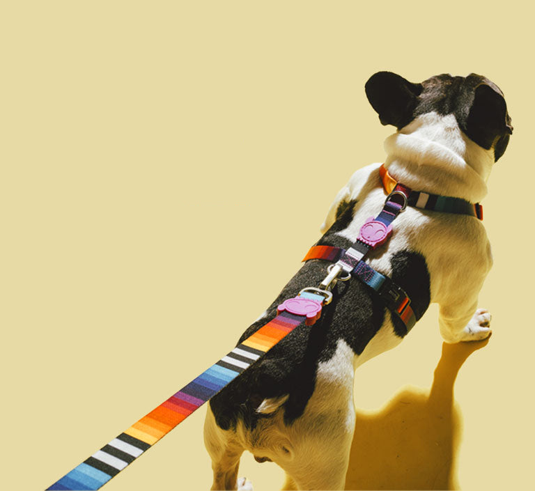 Classic Prisma | H-Harness