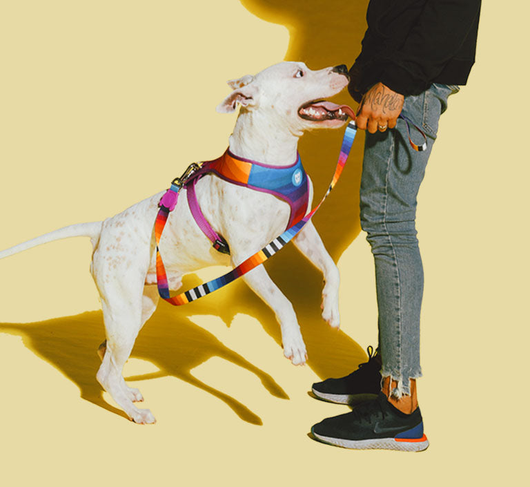 Classic Prisma | H-Harness