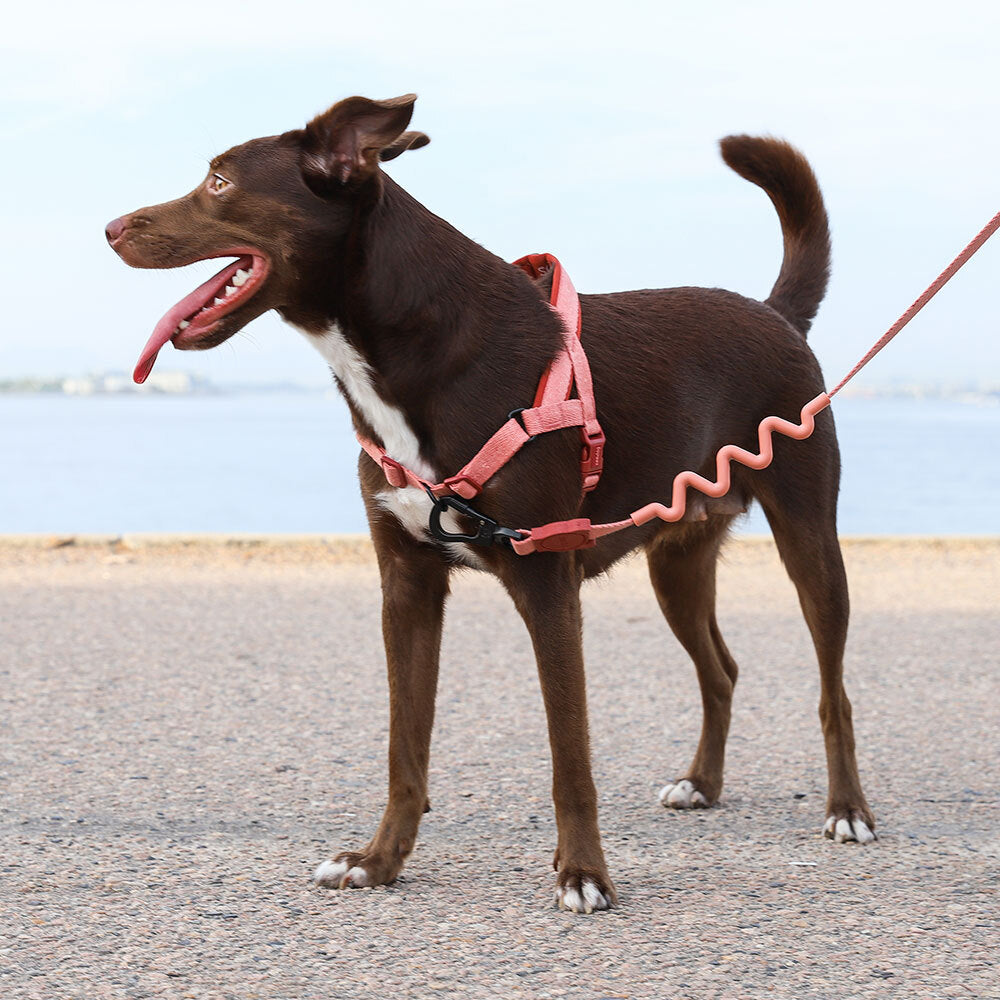 Naturals Canyon | SofterWalk Harness