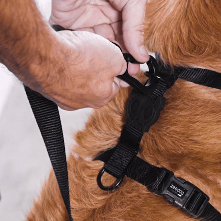 Classic Prisma | H-Harness