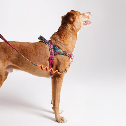 Selva | Softer Walk Harness