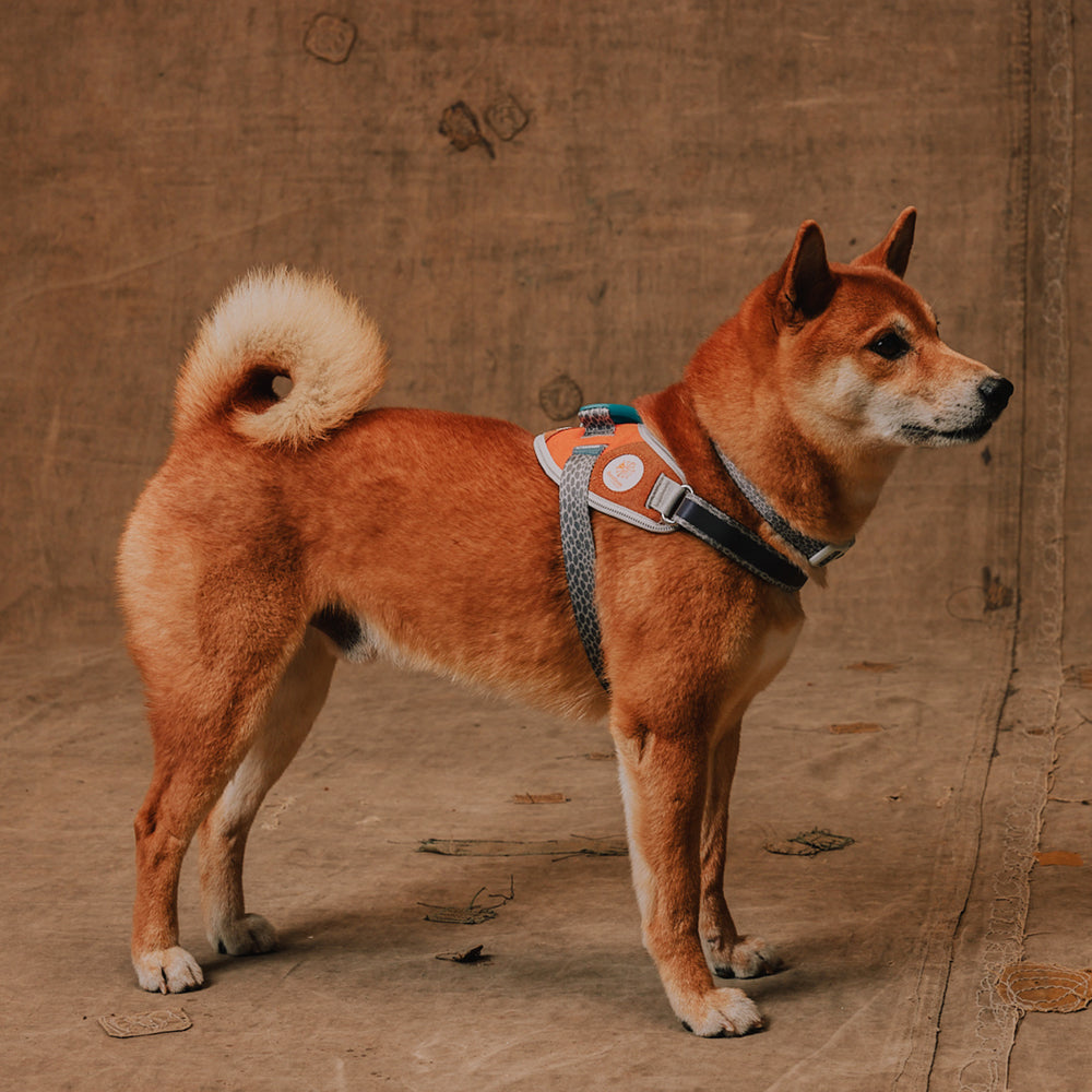 Reebok Suede | FlyHarness