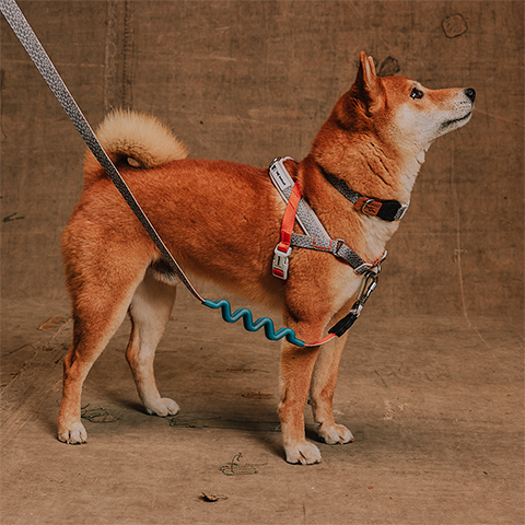 Reebok Suede | SofterWalk Harness