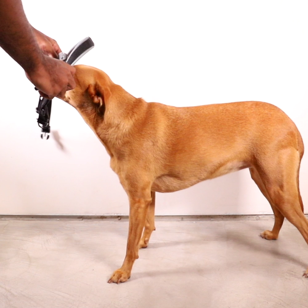 Reebok Suede | SofterWalk Harness