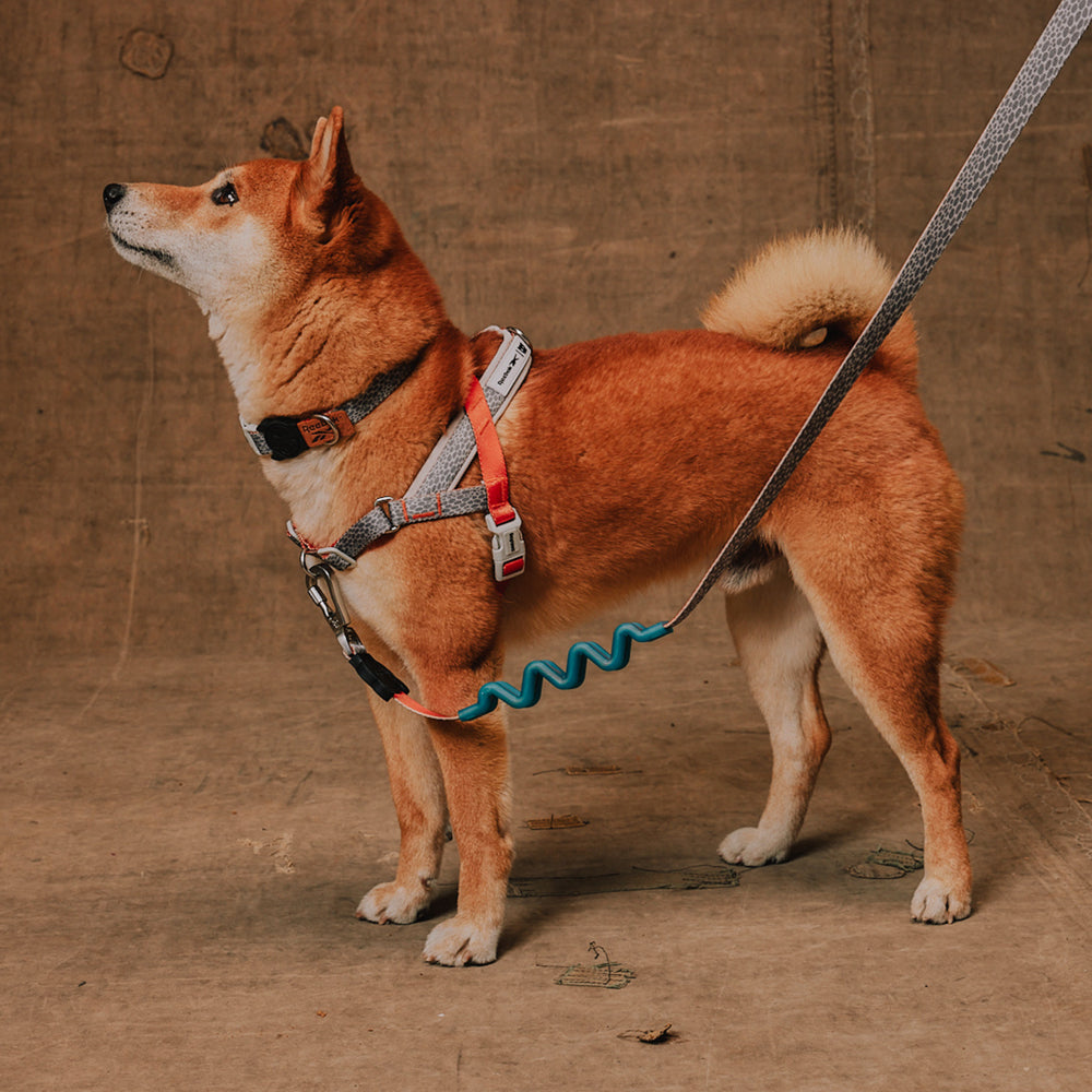 Reebok Suede | SofterWalk Harness