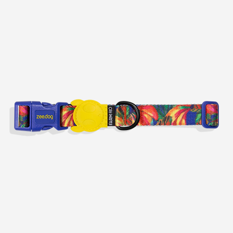 Samba | Collar