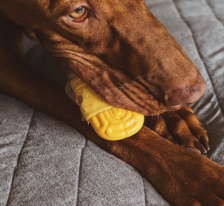 Brain Dead | Dog Toy