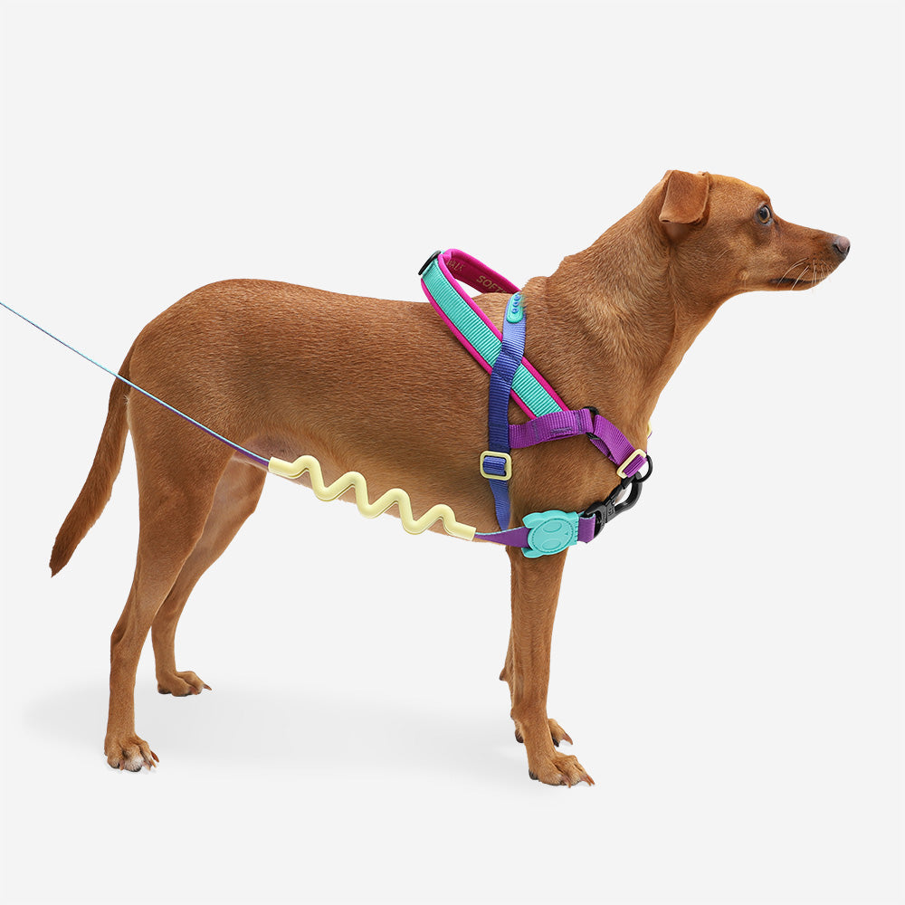 Shockwave SofterWalk Harness zee.dog Australia