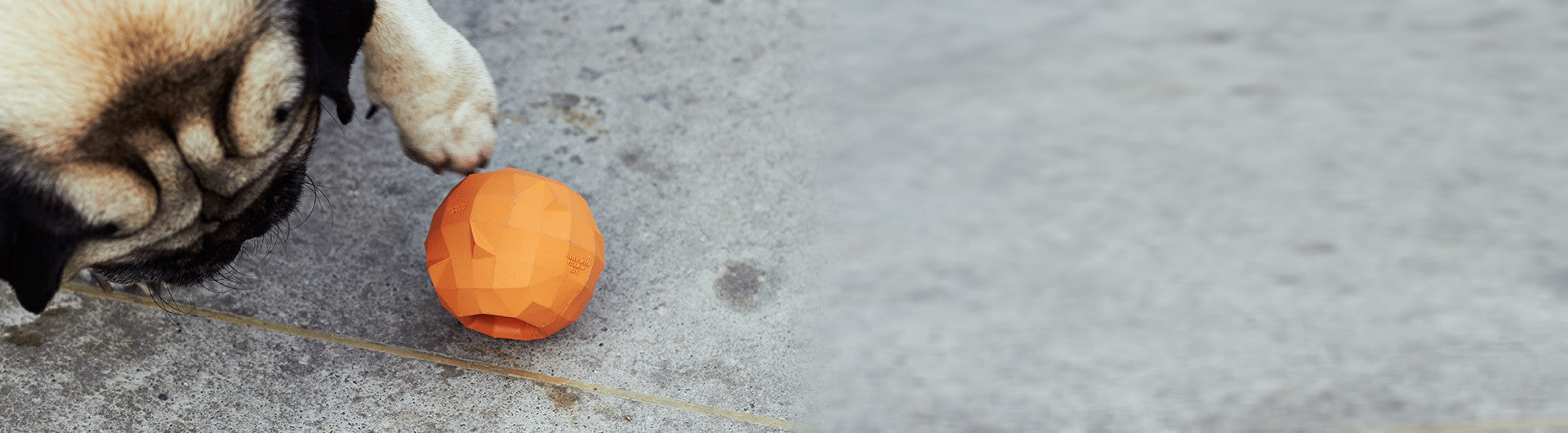 Pug playing with Super Orange Dog Toy | Zee.Dog