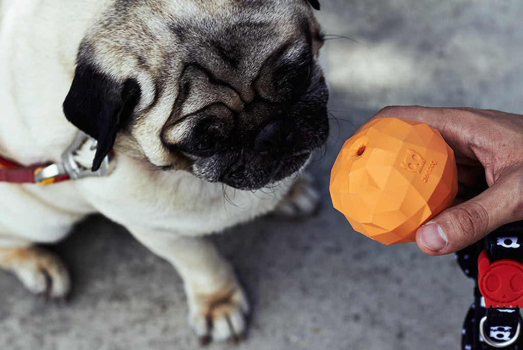 Pug playing with Super Orange Dog Toy | Zee.Dog