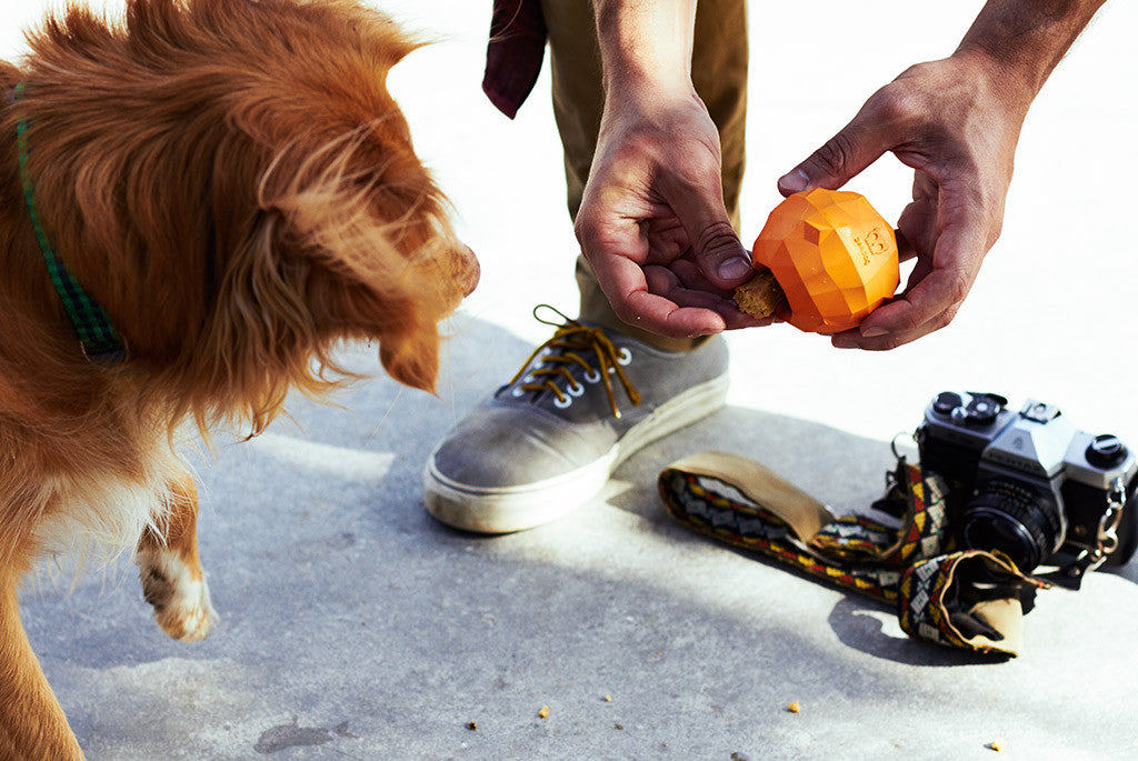 Dog playing with Super Orange Dog Toy | Zee.Dog