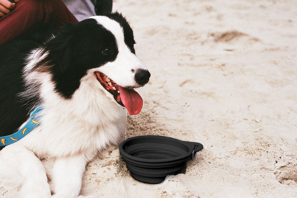 Border Collie with Black Go Bowl | Zee.Dog