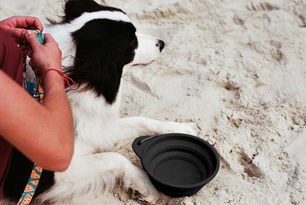 Border Collie with Black Go Bowl | Zee.Dog